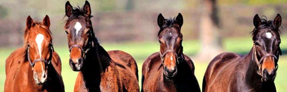 A cavallo sulle spiagge della Maremma: scopriamo la Costa d’Argento!
