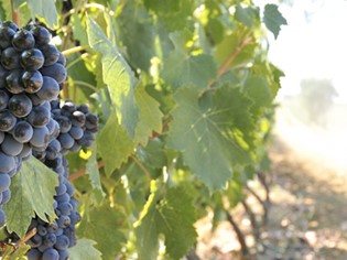 Azienda Agricola Ricci