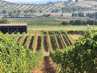 Azienda Agricola Ricci