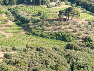 Scopri Ansonica Costa dell'Argentario