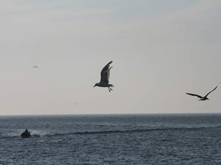 Nature and Environment