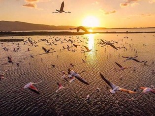 Réserve naturelle de Laguna Orbetello di Ponente