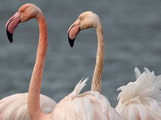 Réserve naturelle de Laguna Orbetello di Ponente