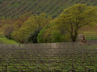 Tenuta Monteti