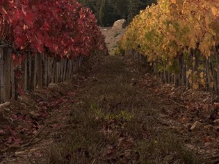 Tenuta Monteti