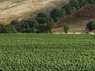 Tenuta Monteti