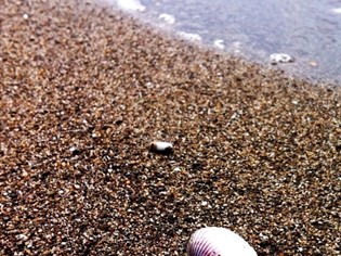 Animaux autorisés Mer Toscane