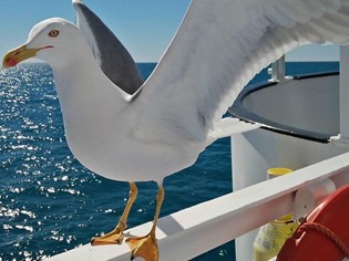 Animaux autorisés Mer Toscane