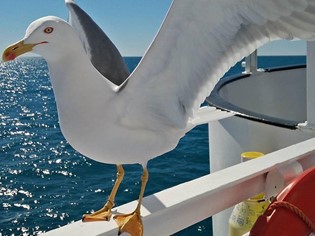 Animaux autorisés Mer Toscane